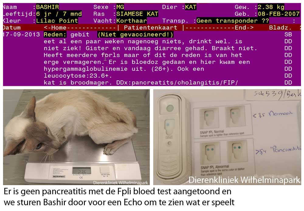 Kat met een FIP verdenking die ook cholangitis kan zijn